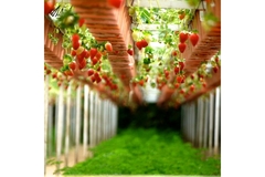 Image Strawberry field