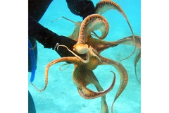 Image Researcher handling octopus.