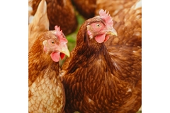 Image Chickens