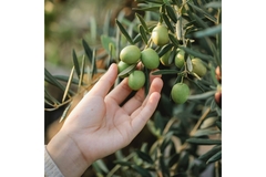 hand touching olives on an olive tree