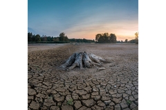 Image Drought, tree trunk in dry land