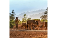Image cattle on dusty farm