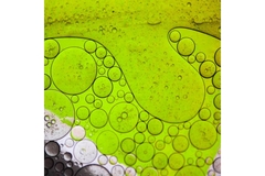 Image Closeup of algae in microscope examined in lab