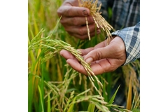 Image Wheat.