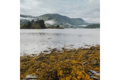 Image ocean algae