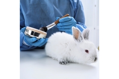Image A scientist applies makeup to a rabbit in an animal testing laboratory.