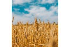 Image Wheat field.