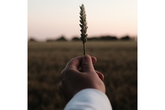 Female hand holding wheat at field during sunset