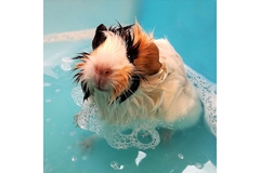 Image Guinea pig in soapy water