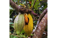 Two large cocoa bean pods hanging from a tree branch.