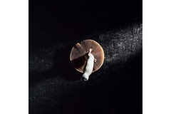 Image Magic mushroom with mental health benefits