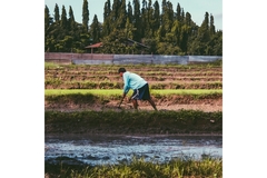 Image Man at his local farm producing food
