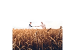 Fields agriculture