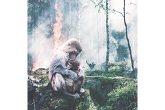 Image Monkey and baby amid deforestation and fire.