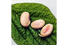 Image Pink-colored soybeans containing pork protein by Moolec Sciences.