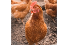 A pretty red chicken stands in outside in a fenced in area.