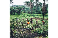 Image A group of farmers on a plantation near a tropical forest.