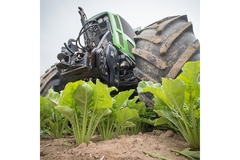 Image A tractor drives over a sugar beet farm.