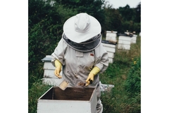 Beekeeper protecting and taking care of honey bees