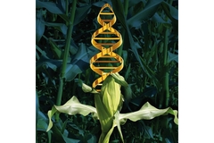 Image An edited image of a head of corn sprouting a DNA helix.