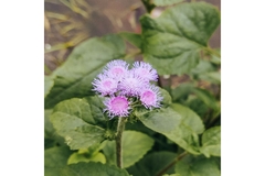 Image billygoat weed flower