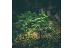 Image Plant growing in forest