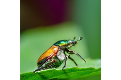Japanese beetle sitting on a leaf eating a plant
