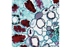 Image cell under a microscope