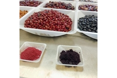 Image Phenolic compounds of black and pinto beans