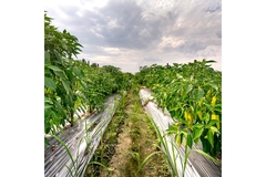 Honduras Bioplastic