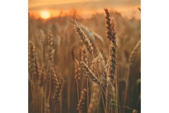 A field of wheat.