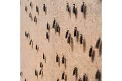 Image black soldier flies