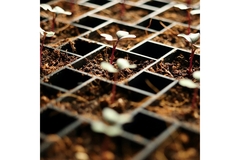 Image Microgreens in black growing cups.