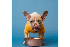 dog sticking tongue out with a food bowl in front