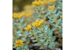 Image Rhodiola rosea plant with flowers.