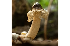 Image Bamboo Mushroom growing on soil.