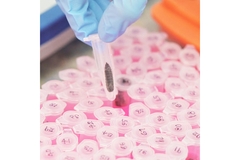 Scientist checking black solider fly sample.