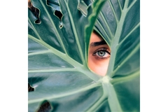 Image A beautiful eye peers between some palm leaves.