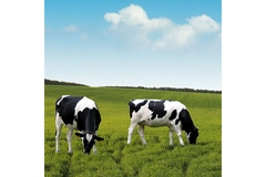 Image Dairy cows.