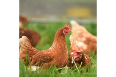 Hens in a farm.