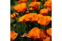 Image Field of California poppy.