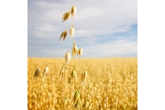 Image A field of oats.