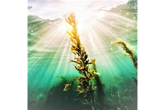 Image Seaweed under the water.
