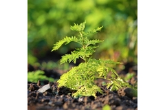 Image An Artemisia annua plant growing in the dirt.