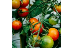 Tomatoes.