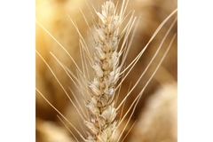 Image Wheat grain.