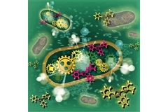 Image Bacterial cell in a green background.