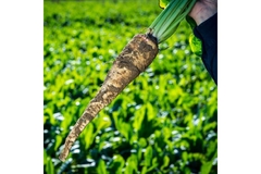 Image Chicory root just pulled out of the ground.