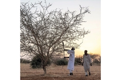 Image Two men standing near acacia tree.