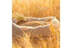 A bag of grain in a field.